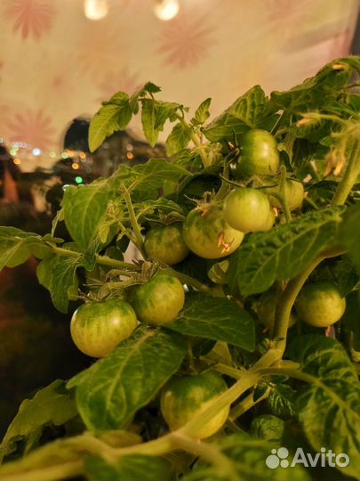 Рассада помидор черри