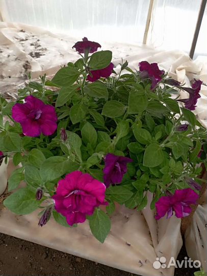 Вегетативные черенки и рассада цветов