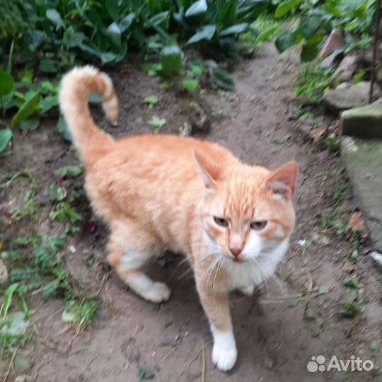 Рыжий кот ищет дом