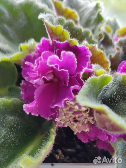 Фиалки махровые