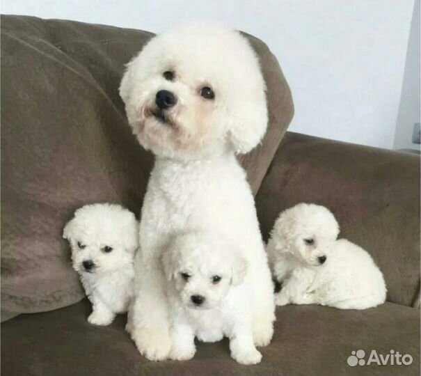 Бишон фризе