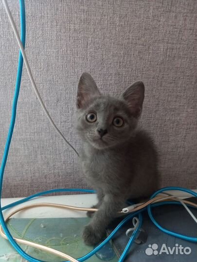 Ласковые детки