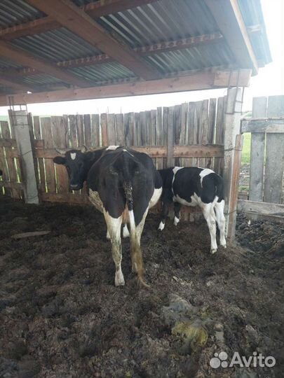 Коровы и телки стельные