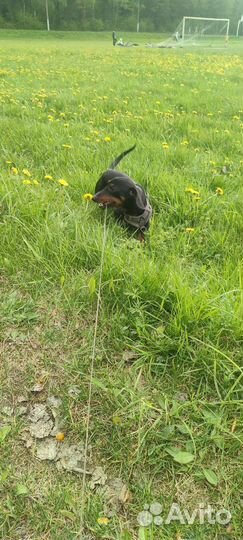 Такса вязка