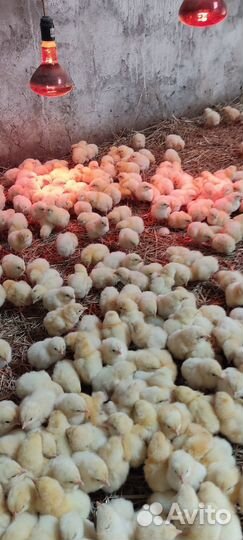 Цыплята Бройлеры