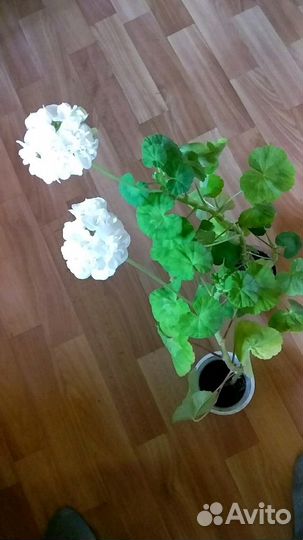 Толстянка,герань