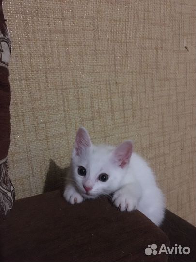 Котята в заботливые добрые руки