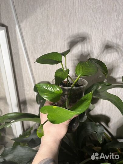 Сциндапсум или эпипренум