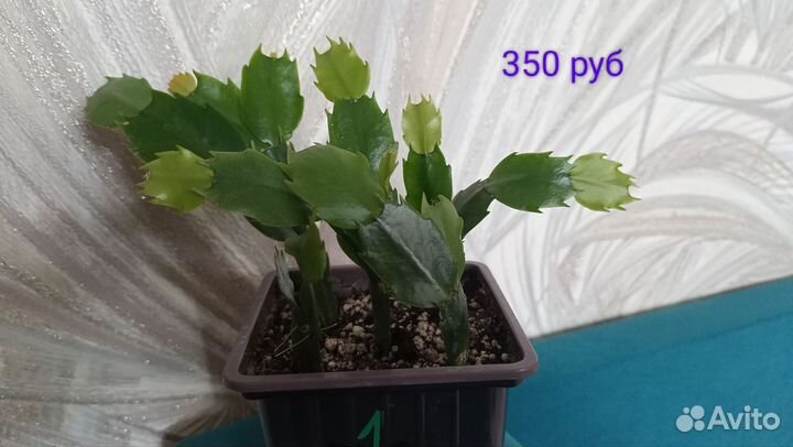 Декабрист или Шлюмбергера (Не Рипсалидопсис )