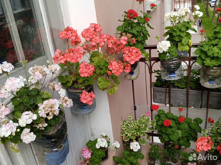 Цветущие герани