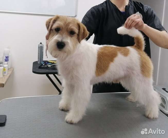 Стрижка собак и кошек. Тримминг