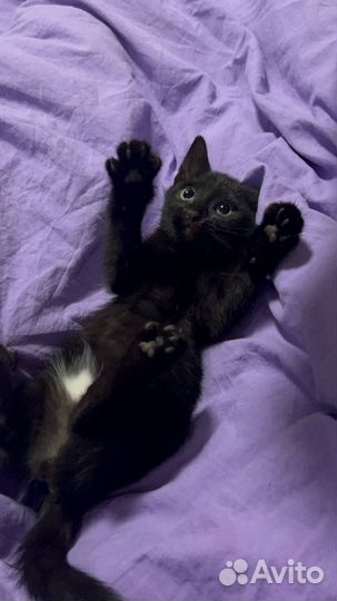 Черный котенок в добрые руки