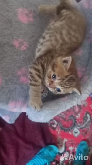 Шотландские котята
