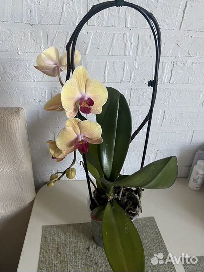 Орхидея фаленопсис