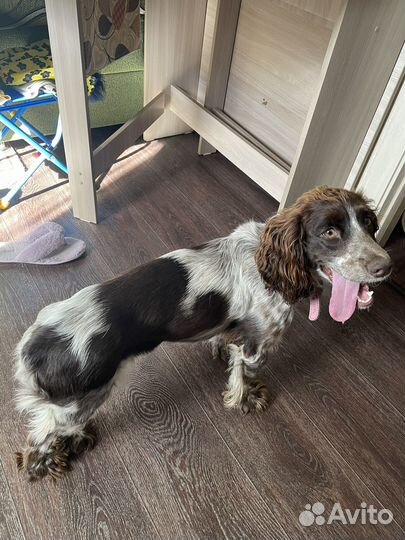 Собака спаниель
