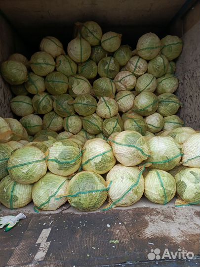 Капуста Слава для засолки с бесплатной доставкой