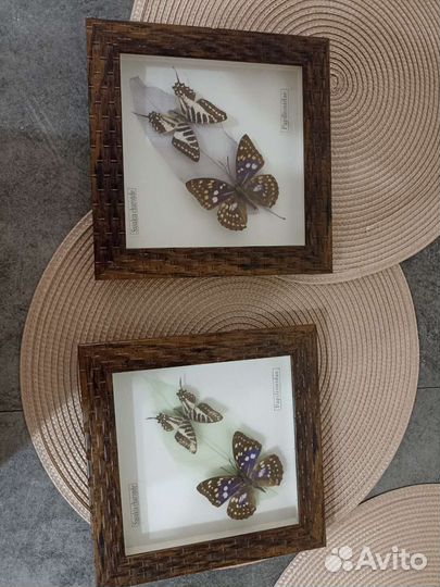 Бабочки в рамках