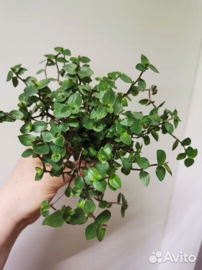 Фиттония цимбалярия комнатные растения