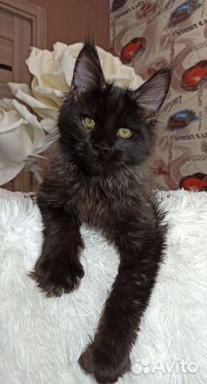 Черный котенок мейн кун