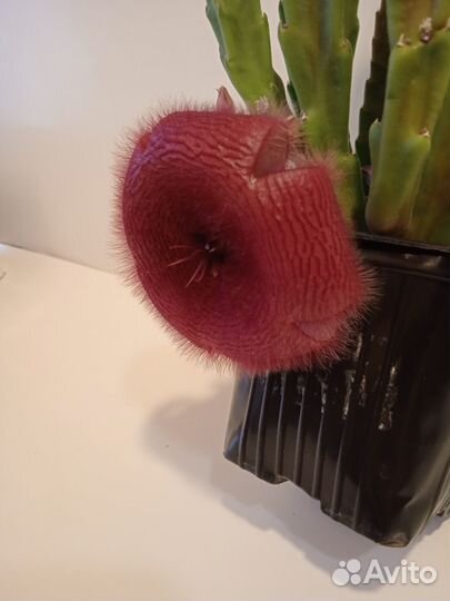 Цветущая стапелия с бутонами