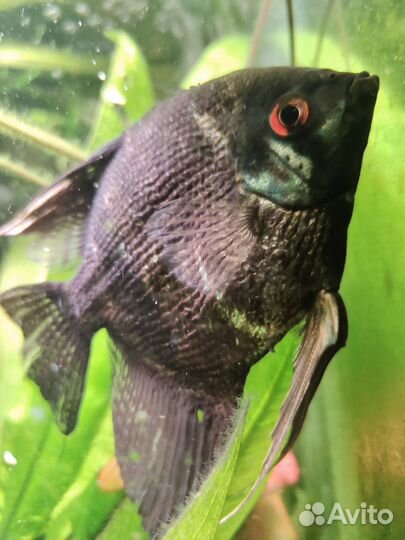 Аквариумные рыбки