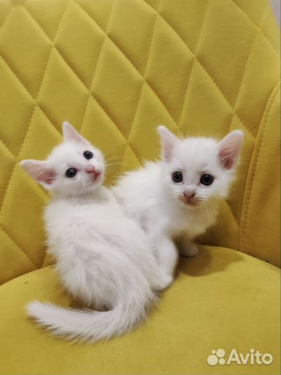 Котята