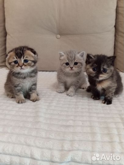 Британские котята шиншилла
