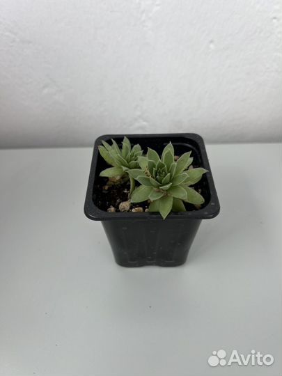 Молодило каменная роза