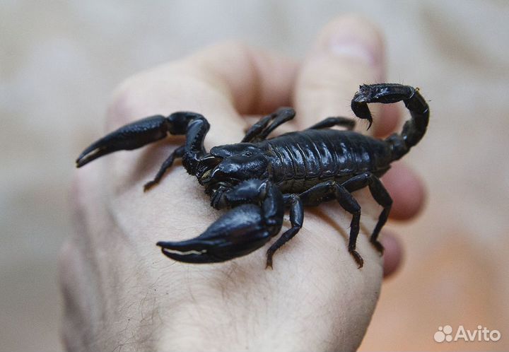 Гетерометрус (безопасный скорпион)