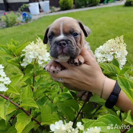 Продам щенка