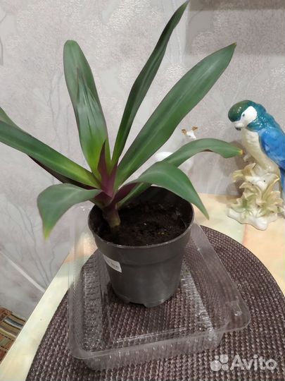 Рэо, спатифиллум