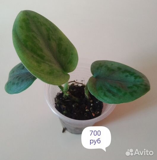 Алоказии,редкие сциндапсусы,иные прекрасные цветы