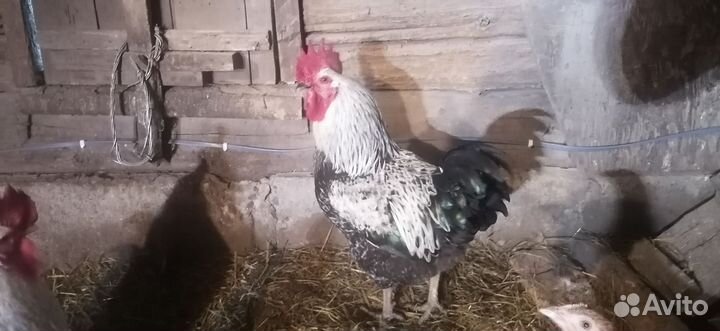 Домашние животные