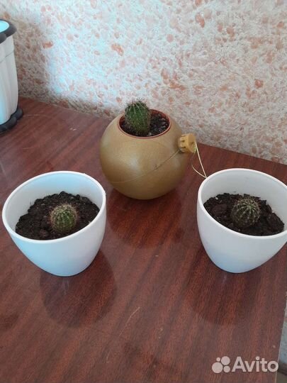 Продам кактусики