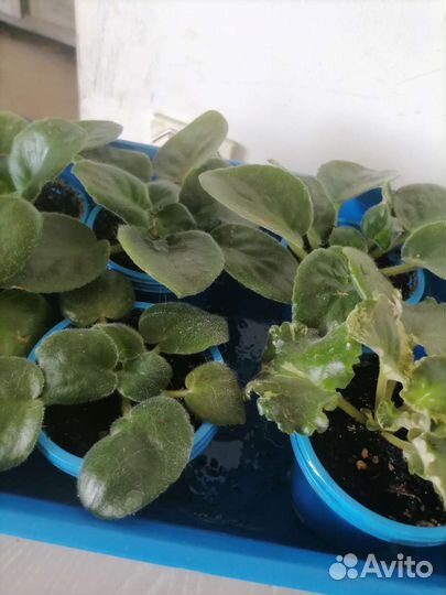 Алоэ вера отростки, Дихондра, Фиалки