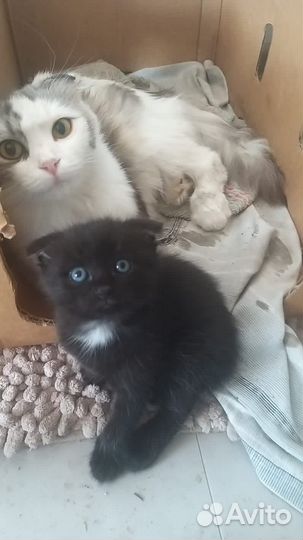 Котенок в добрые руки бесплатно