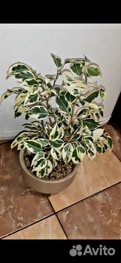 Фикус вариегатный