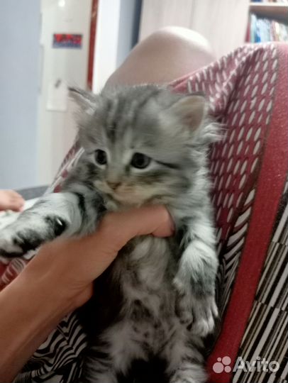 Отдам бесплатно