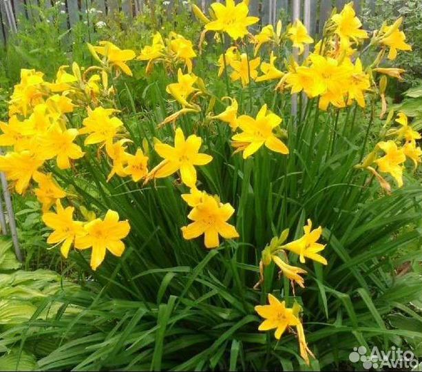 Астранция, Лилейник ранний куст или деленка