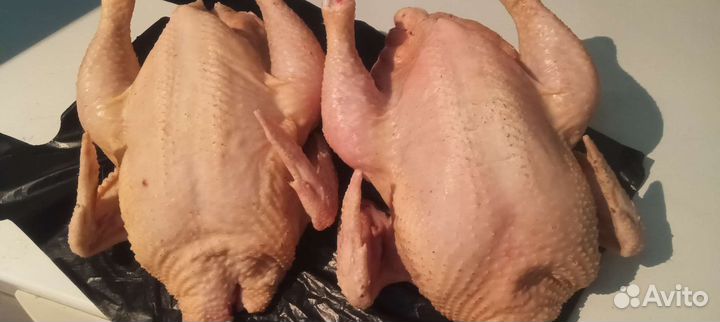 Куры бройлеры тушки мясо