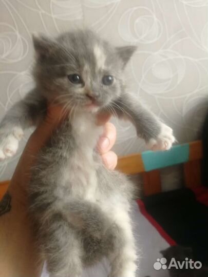 Котята в добрые руки бесплатно