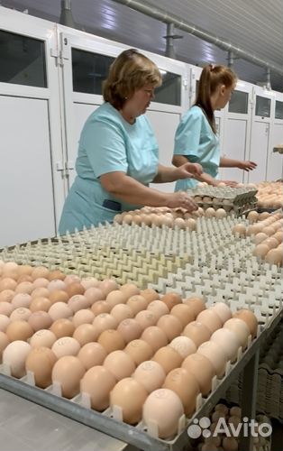 Бройлер суточный Кобб-500, Росс-308 в Чертково