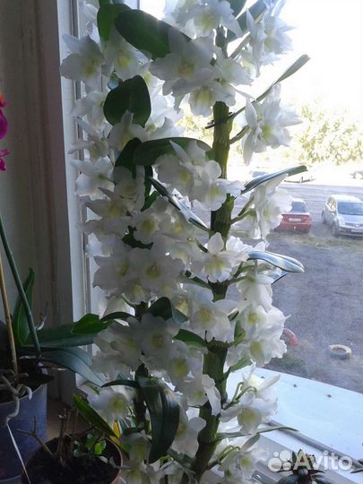 Дендробиум