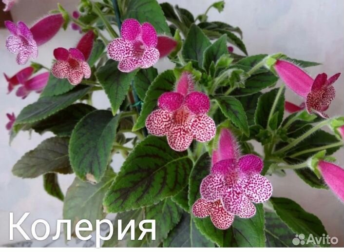 Комнатные растения