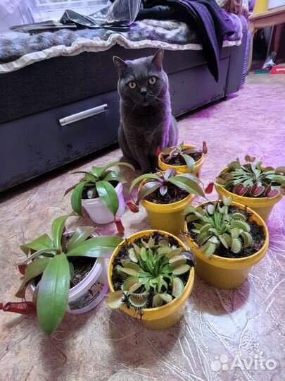 Непентес, Венерина мухоловка