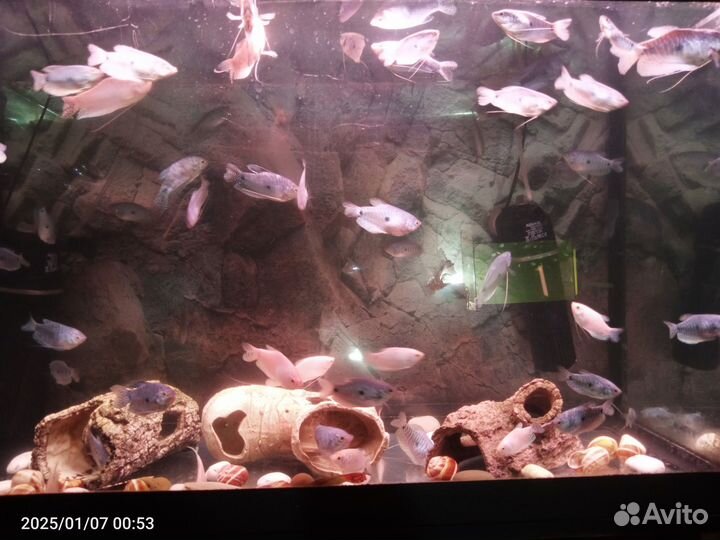 Гурами мраморный