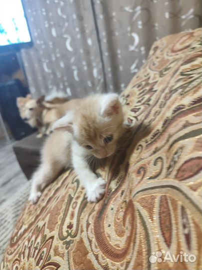 Кошка в дар бесплатно