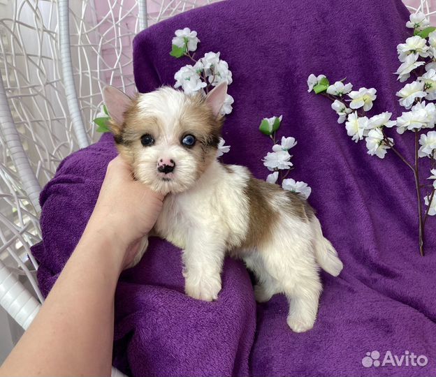 Мерле йорк белый голубоглазый мальчик