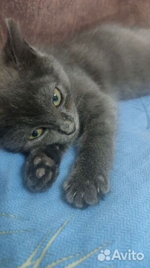 Котик в дар