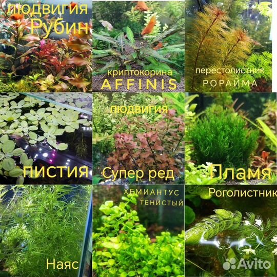 Набор растений